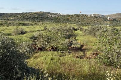 Yahudi çeteler Filistinlilerin geçim kaynaklarını yok ediyor