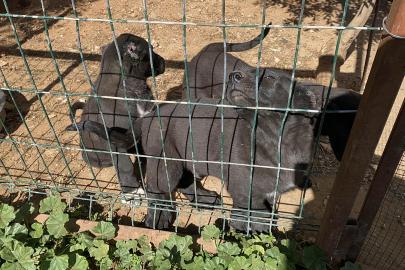 Yavru köpeklerin kulaklarını kesip satan üreticiye 327 bin TL para cezası