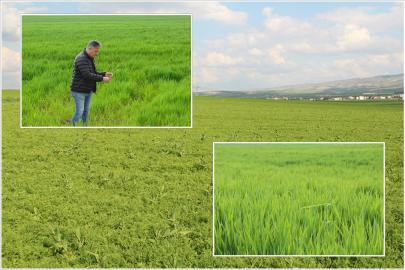 ZMO Başkanı Doğan: Buğday, arpa ve mercimekte yüksek rekolte bekliyoruz