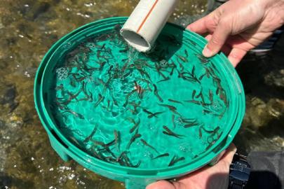 450 bin Abant alası ve kırmızı benekli alabalık suyla buluştu