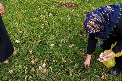 Ağrı’da kadınlar bahar otlarını topluyor