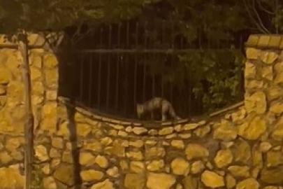 Elazığ’da aç kalan tilki tavuğu böyle götürdü