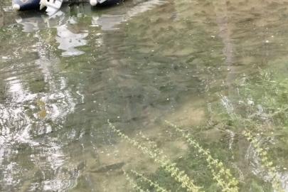 Fırat Nehri’nde akıntı arttı: Binlerce balık kıyıya akın etti