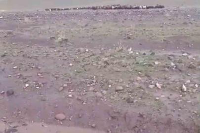 Iğdır’da sağanak ve dolu sonrası sel: Hayvanlar son anda kurtarıldı