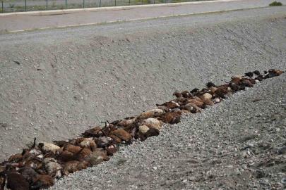 Iğdır’daki arı saldırısının ardından bölgede hasar tespiti sürüyor