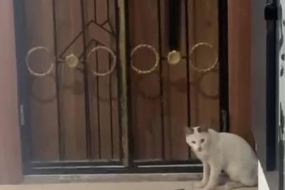 Kedinin yılanla oyunu kamerada