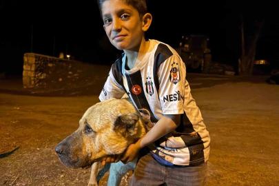 Köyde iki ayının saldırısına uğrayan Sencar’ın imdadına çoban köpeği Kral yetişti