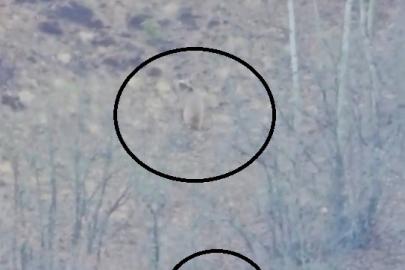 Köye inen ayıyı çoban köpekleri uzaklaştırdı