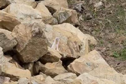 Muş’ta nadir görülen beyaz sansar görüntülendi