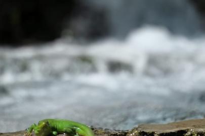 Sürgü Takas’ta yeşil kertenkele ilgi çekti