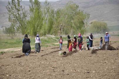 Erzincan’da tarımın görünmeyen kahramanları: Mevsimlik işçiler