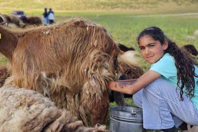 Muş’ta yayla mesaisi başladı: Lezzetli sütün sırrı dağlarda saklı
