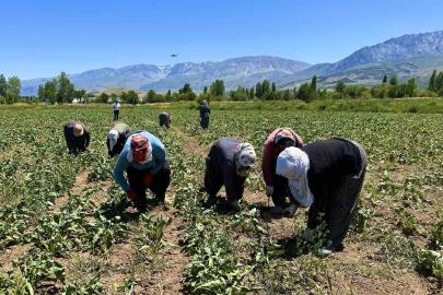 Erzincan’da kadın tarım işçileri kavurucu sıcakta pancar mesaisi yapıyor