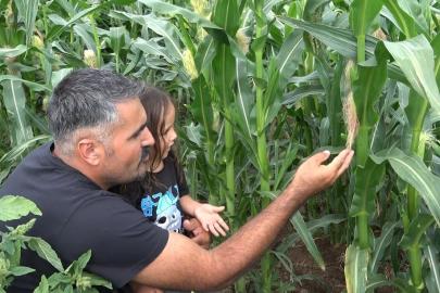20 yıl sonra Rusya’dan memleketine döndü, ata tohumunu yeniden yaşattı