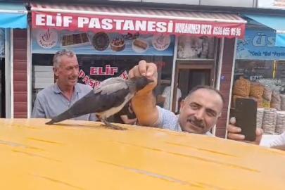 Adilcevaz’da kasap ile karga arasındaki sıra dışı dostluk gülümsetti