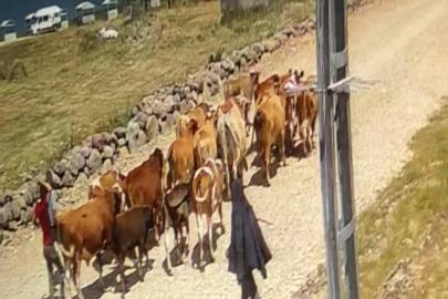 Ağrı’da çalınan 22 büyükbaş hayvandan 15’i bulundu