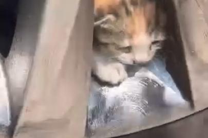 Aracın teker kısmına sıkışan kediler kurtarıldı