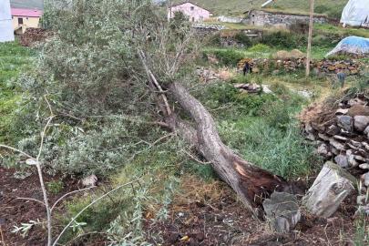 Ardahan’da şiddetli fırtına ağaçları kökünden söktü