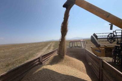 Kars’ta binlerce yıllık Kavılca buğdayında hasat mesaisi başladı