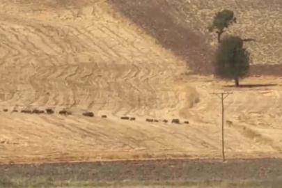 Tunceli’de domuz sürüsü görüntülendi