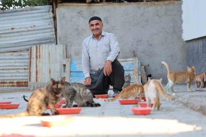 62 yaşında, her akşam 50 kediyi evinin bahçesinde ağırlıyor