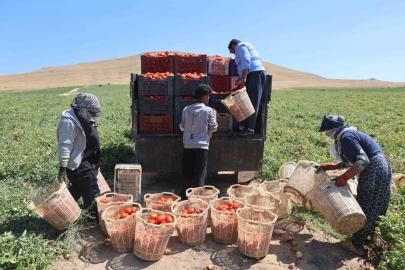 Elazığ’da mevsimlik işçilerin tarlada ekmek mücadelesi