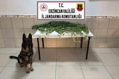 Erzincan’da uyuşturucu operasyonunda 227 kök kenevir ele geçirildi