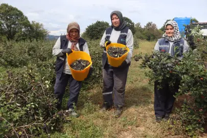 İzmit’te 'süper meyve' aronya hasadında 5. heyecan