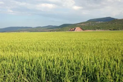 Keşan TSO Meclis Başkanı Koru’dan çeltik uyarısı