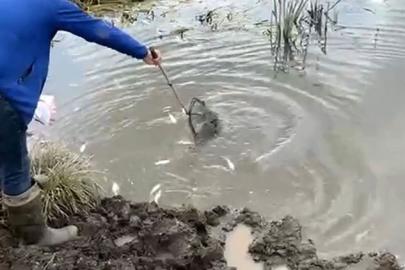 Kura Nehri’nde balık ölümleri: İnceleme başlatıldı