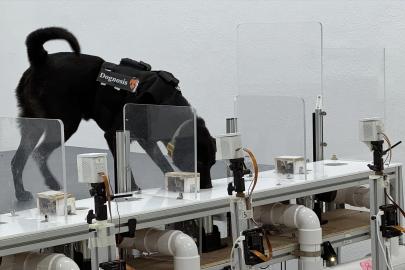 Kurtarma köpeklerinden oluşan kanser teşhis ekibine yapay zeka desteği