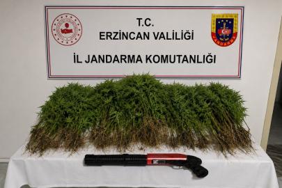 Tercan’da uyuşturucu operasyonunda 174 kök kenevir ele geçirildi